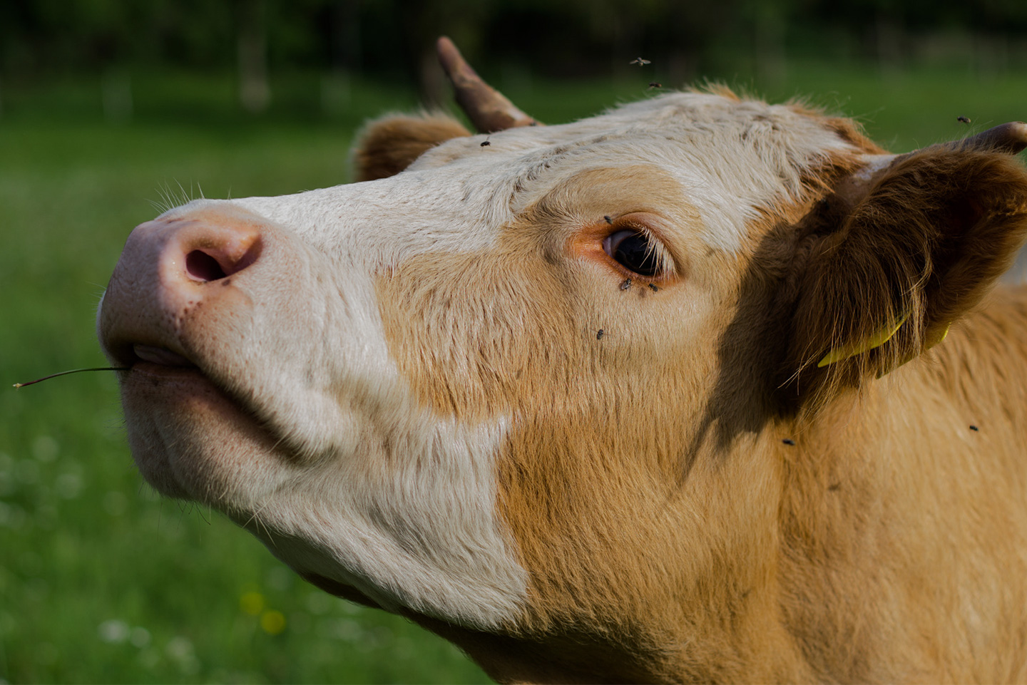 Mobile-Veterinar-Services-Uganda Uganda Veterinary Services