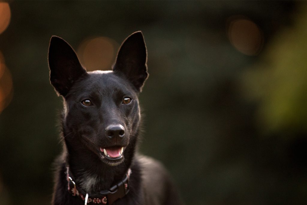 Understanding Acute Gastric Episodes in Dogs: A Case Study
