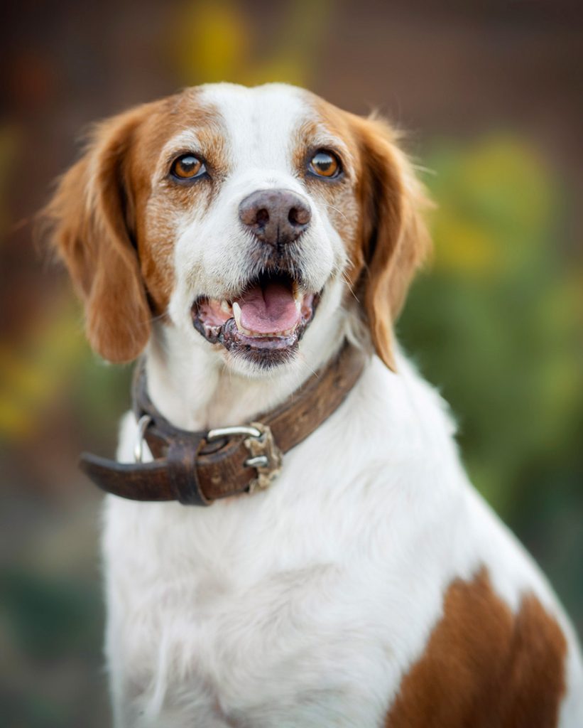 Discoid Lupus in dogs: Nala’s case and how responsible pet care makes a difference.