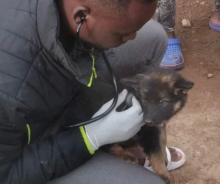 Vet Services in Uganda