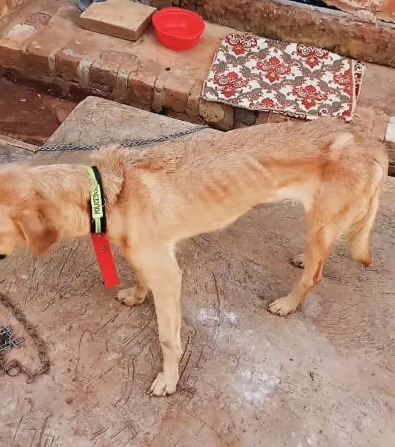 Masha , the dog from Migadde (Wakiso) with Liver disease