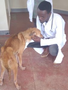 Dog examination