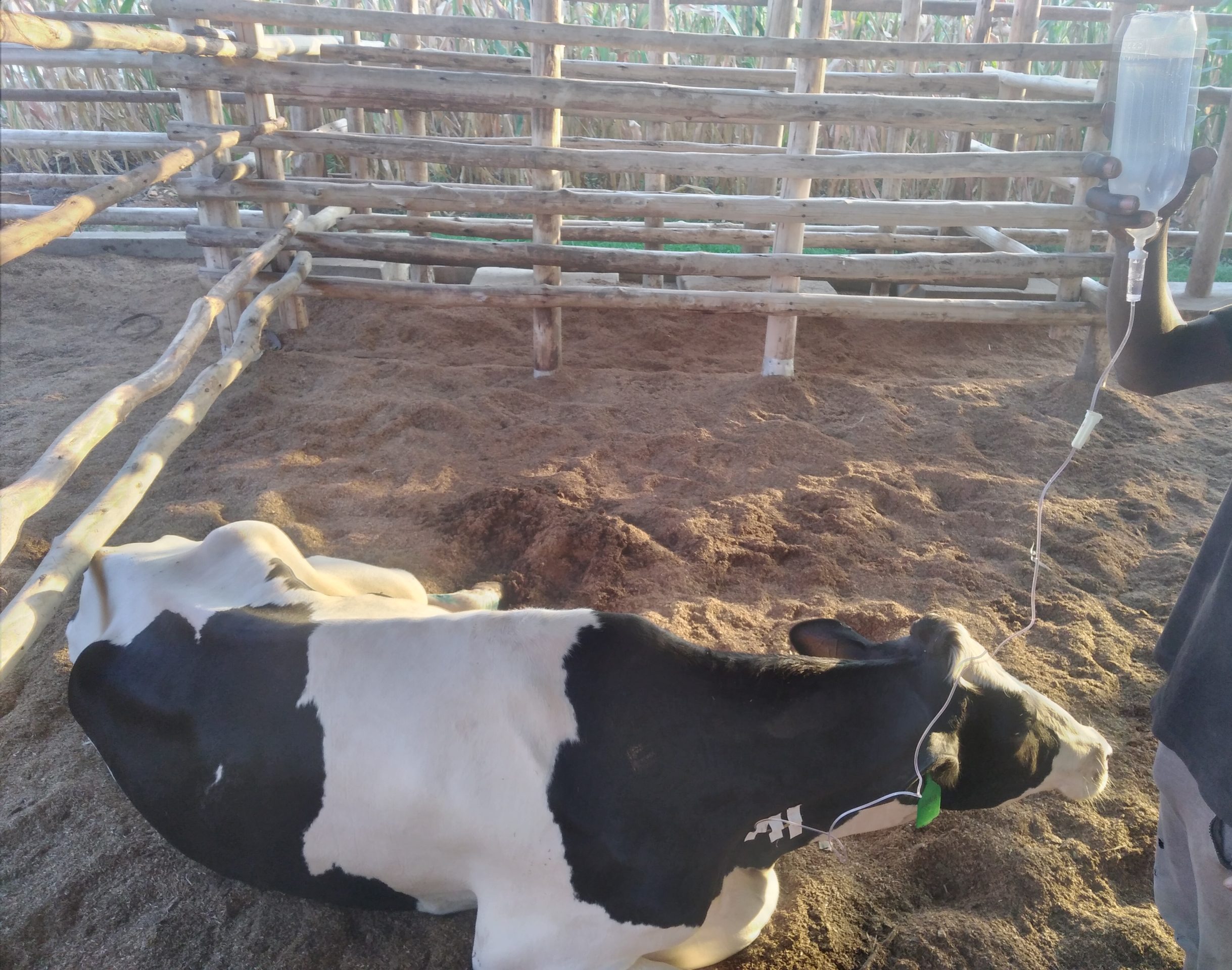 Cow on intravenous fluids