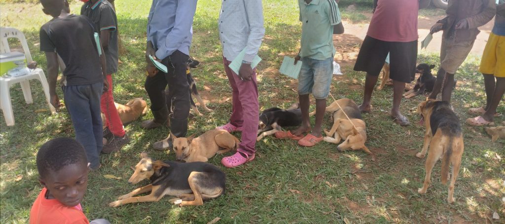Rabies, the killer disease.