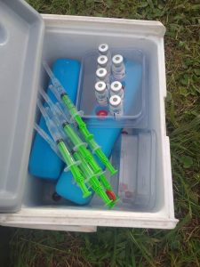 Vaccines in a vaccination cool box