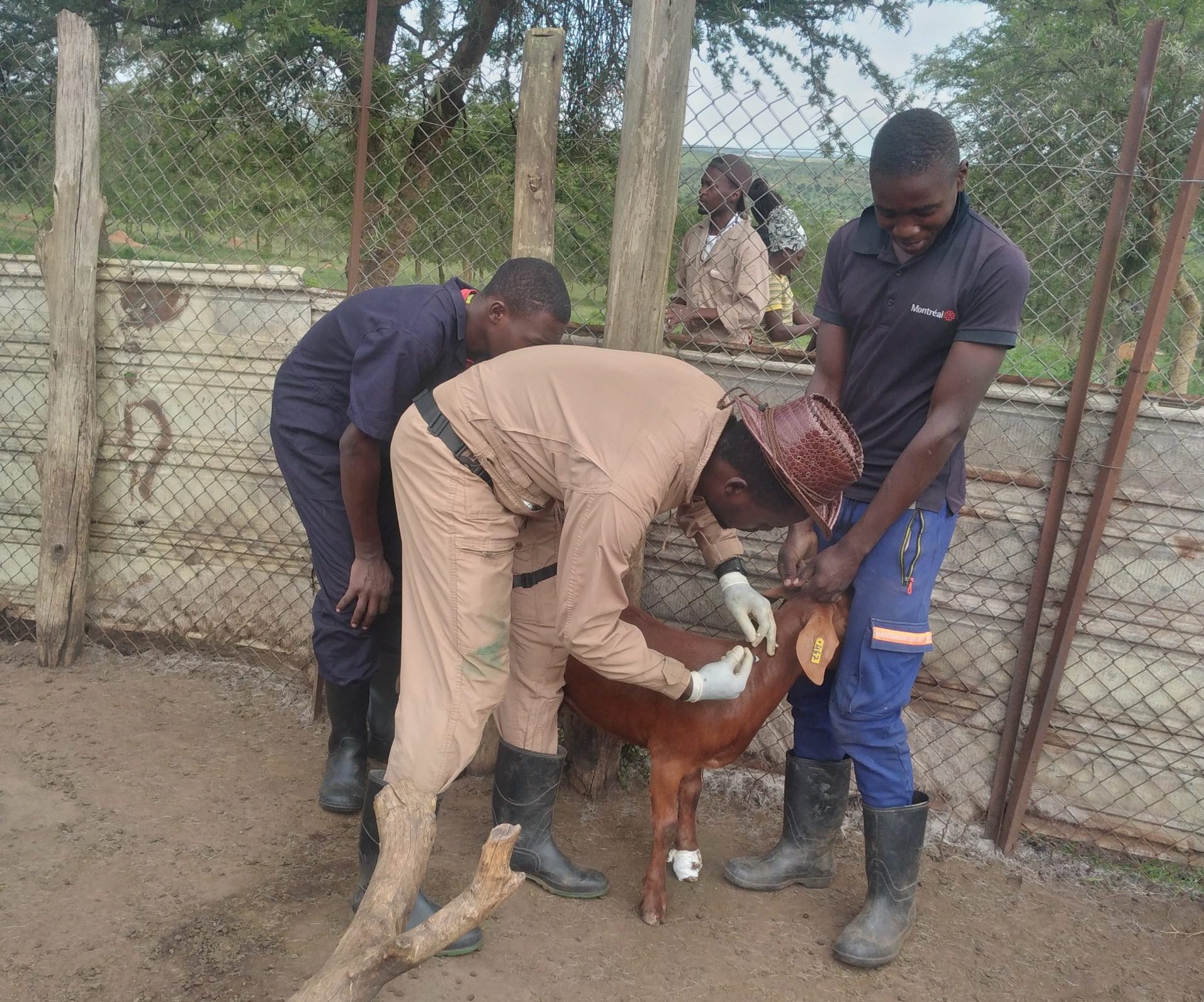 Goat being dewormed