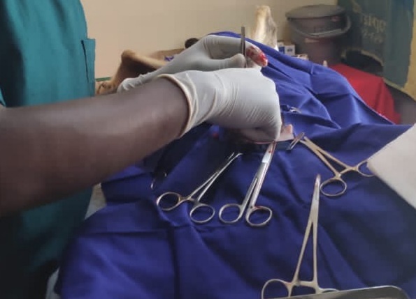 After surgery client management of  surgical wounds in pets.