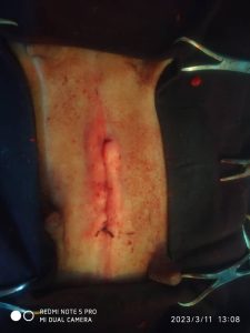 A surgical wound created during a neutering surgery. The picture was taken immediately after surgery. The redening and swelling, immediately after surgery, is a good indicator of good healing.