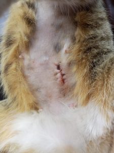 A neuter surgical wound in a cat, five days after surgery. Note the dryness and cleanliness of the wound