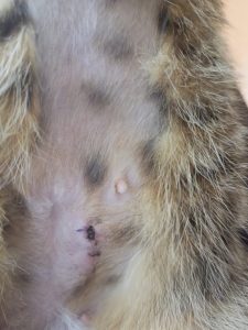 Neuter surgical wound in a cat, 8 days after surgery. Note, the sutures have started disappearing. Absorbable sutures were used in this patient.