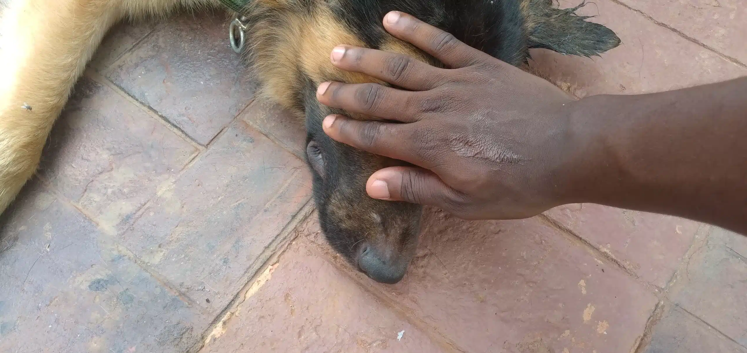 Dog owner covering eyes of his dog