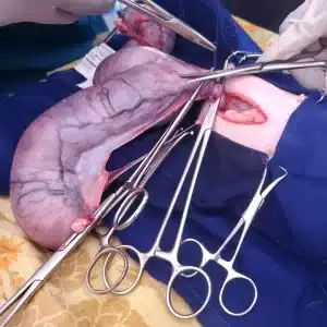 The uterus of pregnant cat.