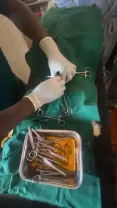 Testis extraction during a castration procedure