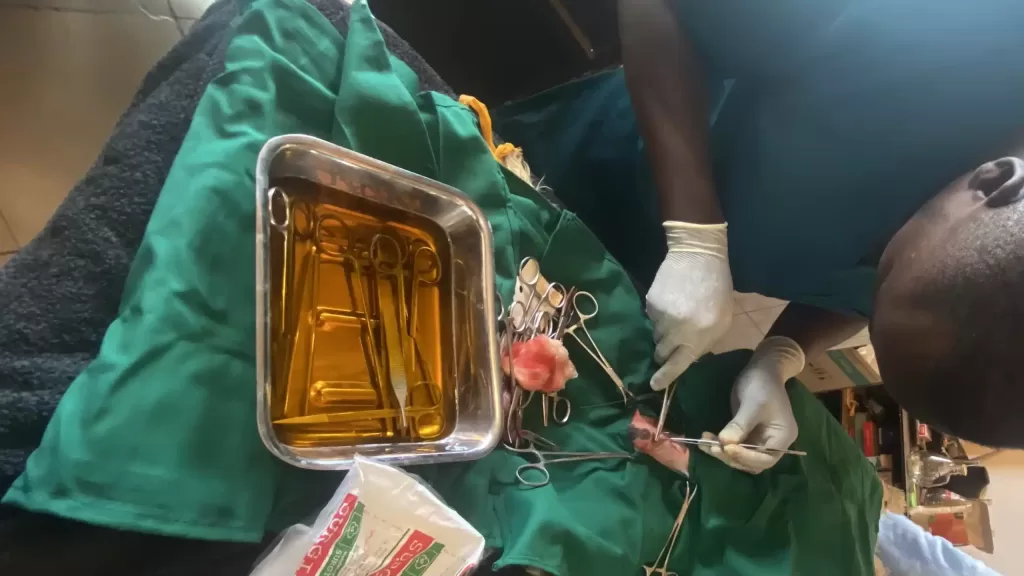 All you need to know about castration in dogs