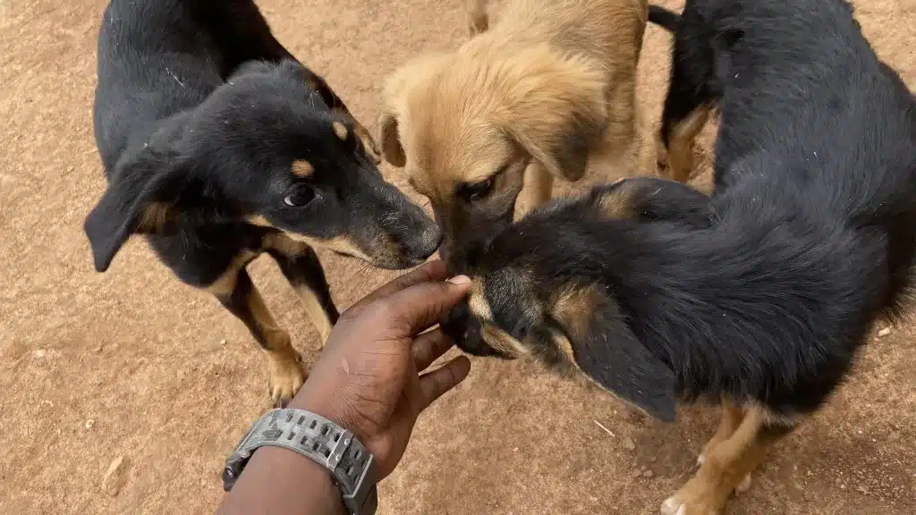 Dogs bonding 