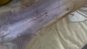 Closed incision line after an ovariohysterectomy