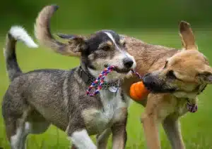 dogs playing 