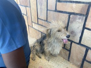 Puppy shying away