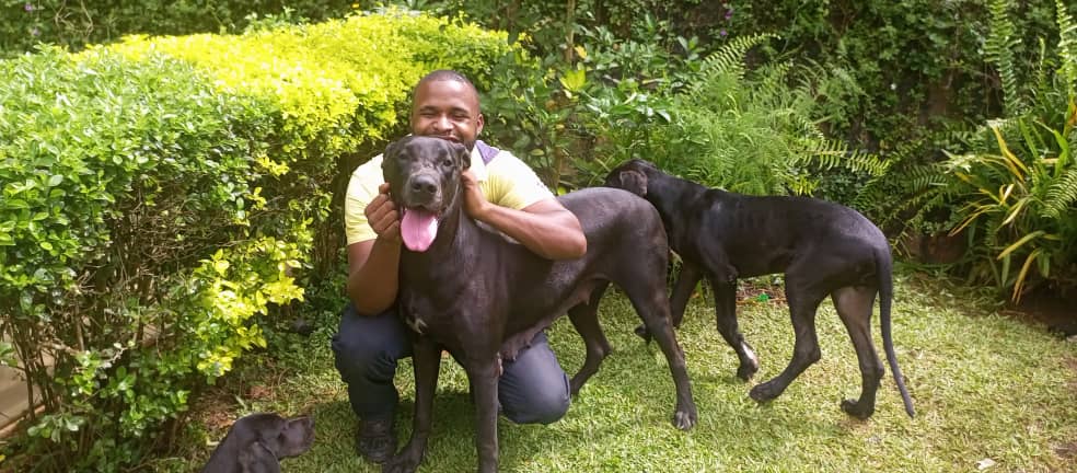 well socialised dogs with good behaviour 