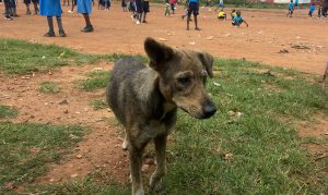 free roaming dog