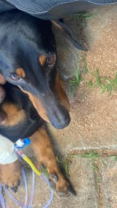 7 year old Duchshund
