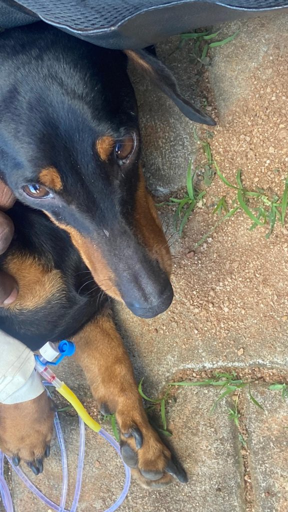 Hypobicarbonatemia resulting from a bacteremia in a seven year old female Dachshund