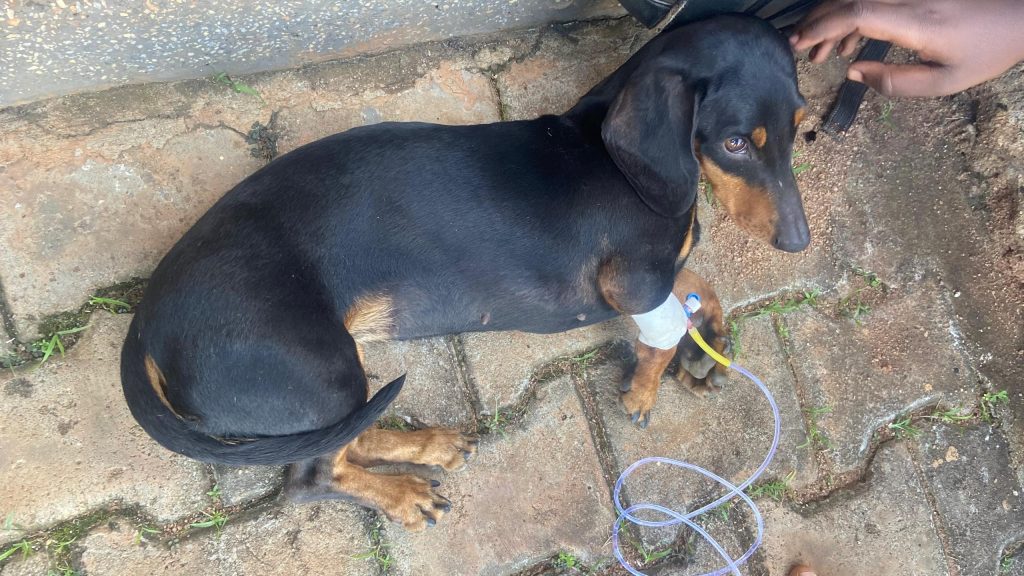 Dachshund presenting with a bacteremia