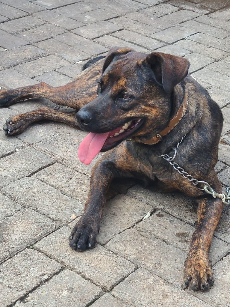 Understanding dog roaming in uganda: insights from an award-winning study