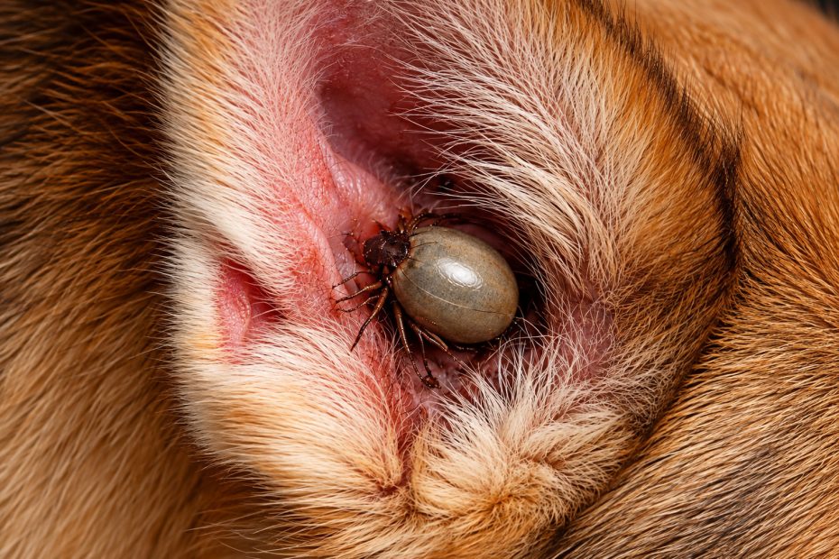 Ehrlichiosis in dogs
