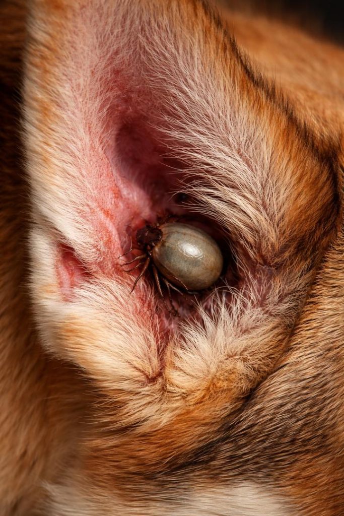 Ehrlichiosis in dogs: Understanding a serious tick-borne disease