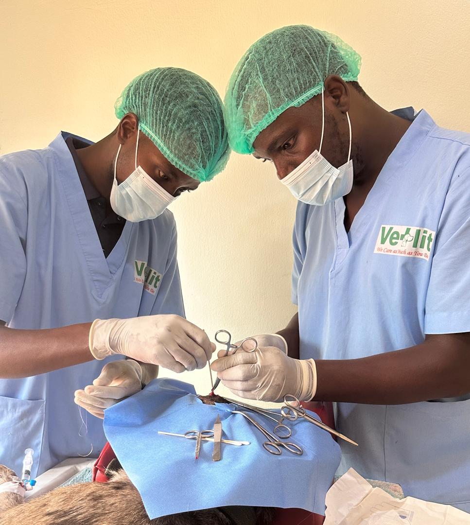 Dr Isa and Dr Jose at work Veterinary surgeons at work