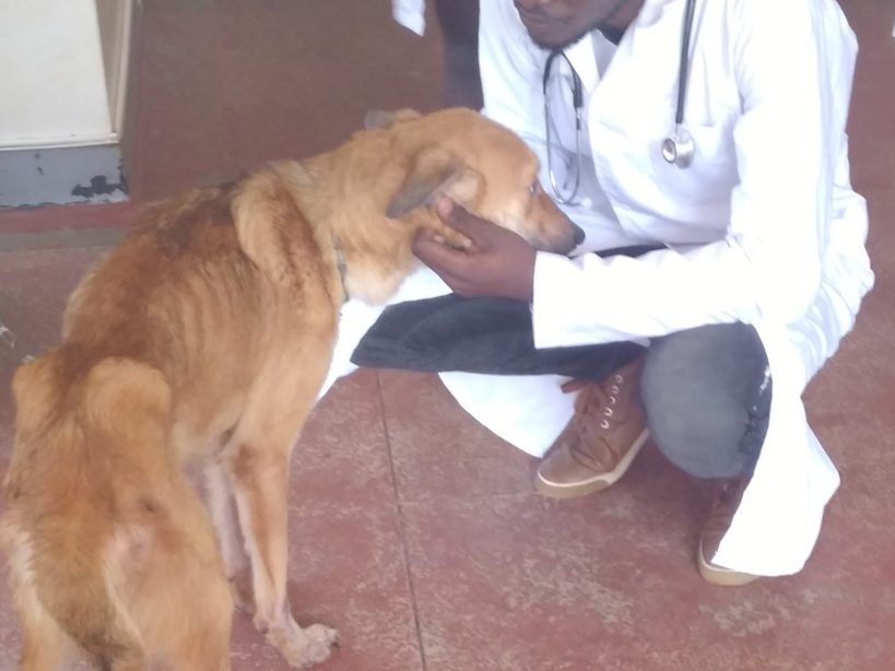 20201117_171855 - Copy Dog examination