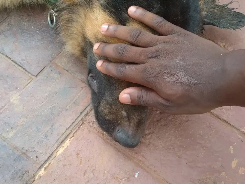 Dog owner covering eyes of his dog