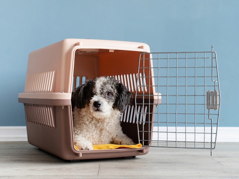 Pet-travel-and-relocation