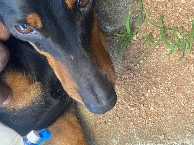 7 year old Duchshund